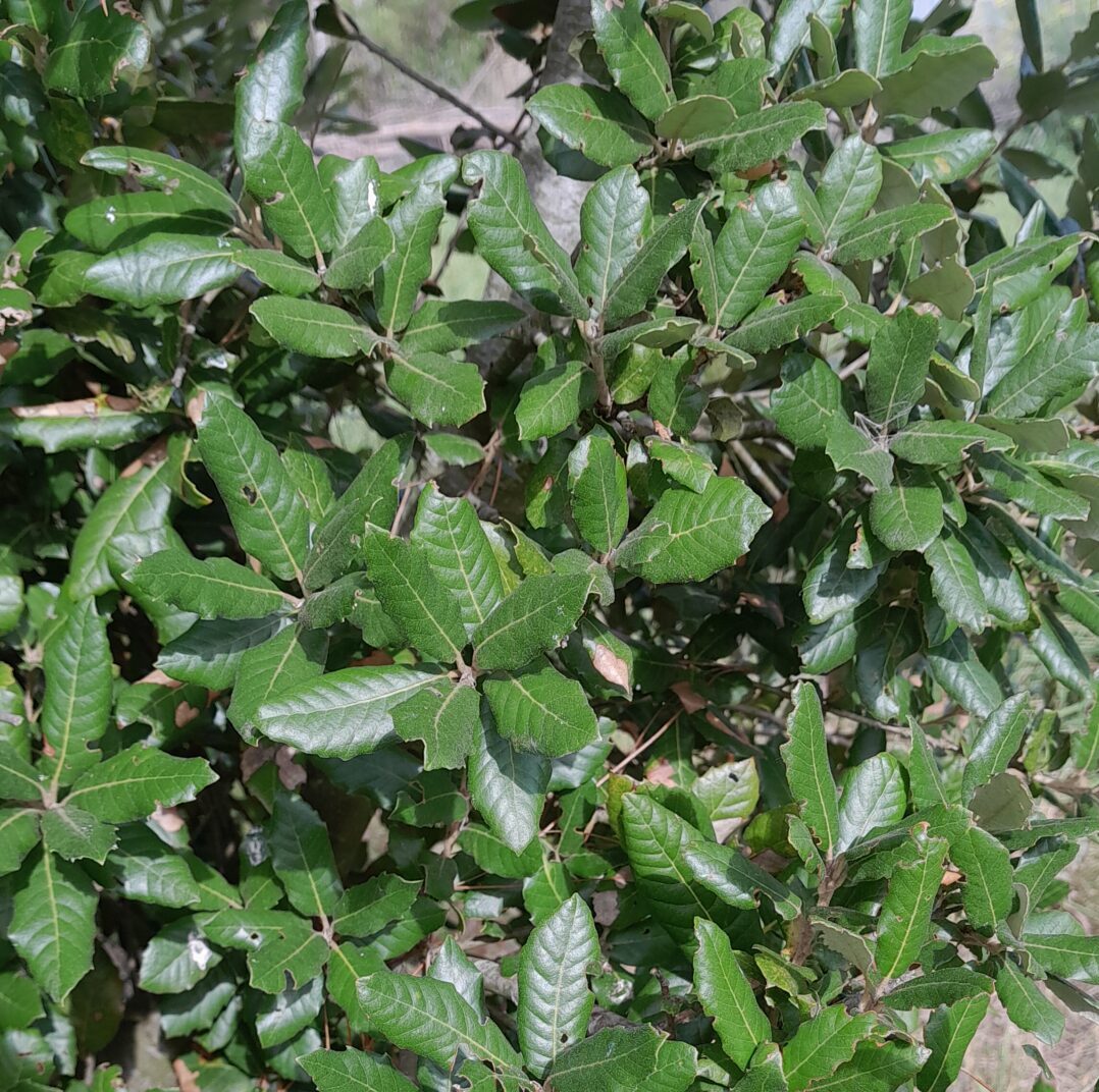 holm-oak-leaves-kahikatea-farm