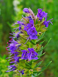 hyssop-flower-blue