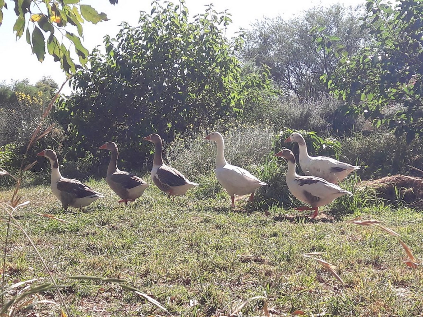 kahikatea-farm-food forest-geese