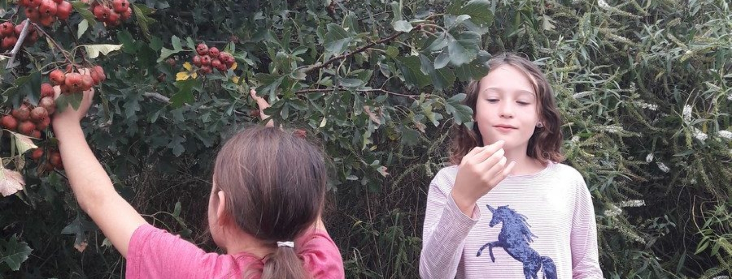 kahikatea-farm-food-forest-harvesting-hawthorns