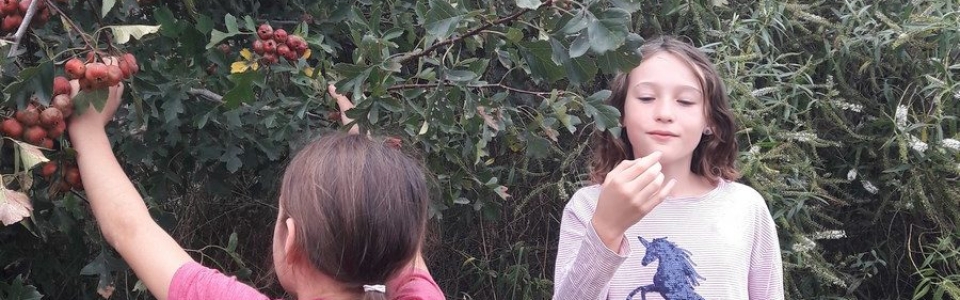 kahikatea-farm-food-forest-harvesting-hawthorns