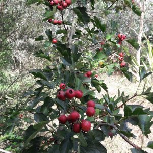 kahikatea-farm-food-forest-hawthorn