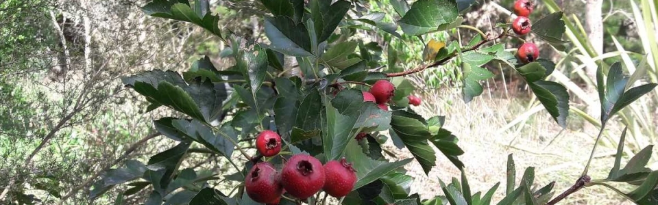 kahikatea-farm-food-forest-hawthorn