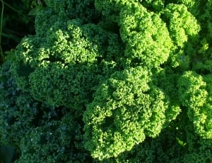 kale curly