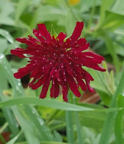 knautia-macedonica-macedonian-scabious-flower-kahikatea-farm