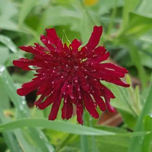 knautia-macedonica-macedonian-scabious-flower-kahikatea-farm