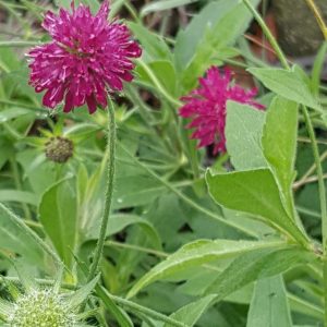 knautia-macedonica-macedonian-scabious-kahikatea-farm