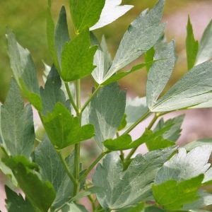 lovage-leaves-kahikatea-farm