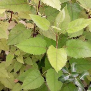 makomako-wineberry-plants-kahikatea-farm