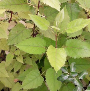 makomako-wineberry-plants-kahikatea-farm