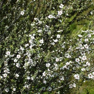 manuka-tree-flowering