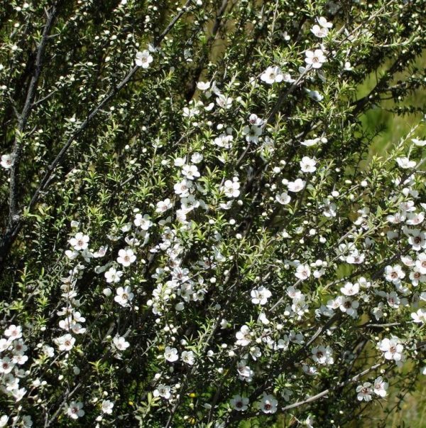 manuka-tree-flowering