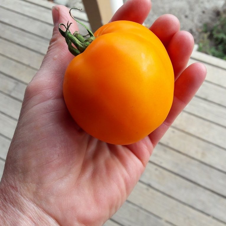 moonglow-tomato-in-hand-kahikatea-farm