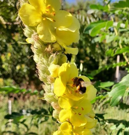 mullein-flower-bee-kahikatea-farm