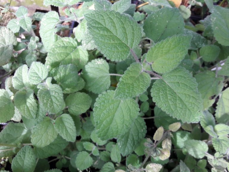 Orange Balm Kahikatea Farm Certified Organic Nursery and Permaculture