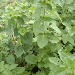 oregano-greek