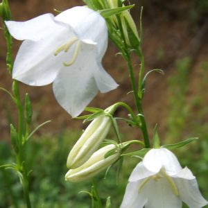 peach leafed bellflower white