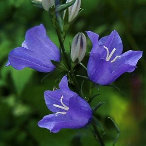 peach leaved bellflower blue