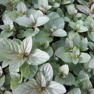 peppermint-plants-kahikatea-farm