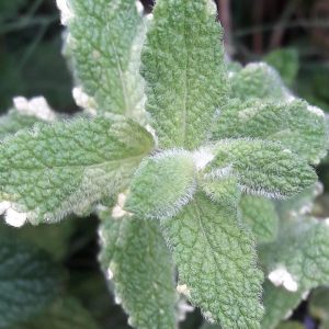 pineapple-mint-variegated-apple-mint-foliage-kahikatea-farm