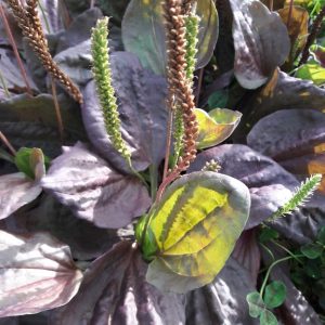 purple-plantain-plantago-kahikatea-farm