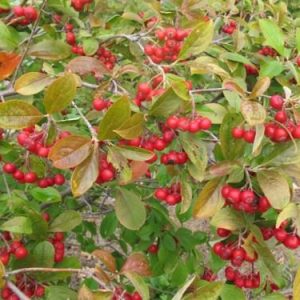aronia-red-chokeberry