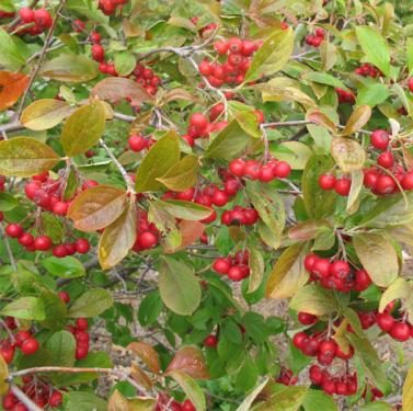 aronia-red-chokeberry