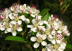 red chokeberry flower
