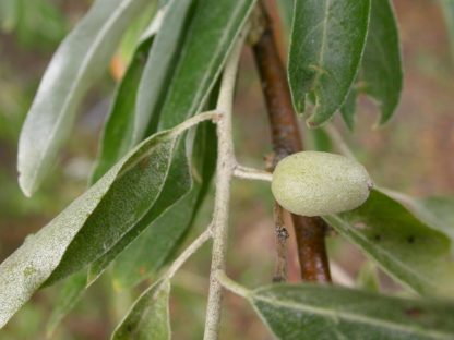 russian-olive-fruit