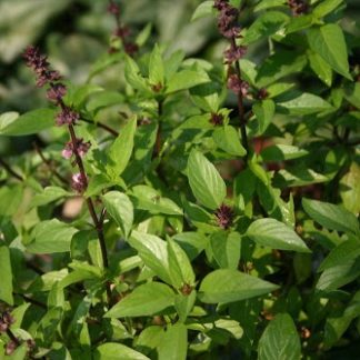 sacred-basil-holy-basil-tulsi