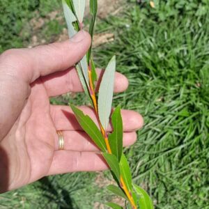 salix-willow-hiwinui-plant-kahikatea-farm-nursery