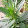 soapwort-foliage-kahikatea-farm