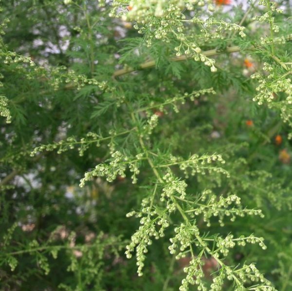 sweet-annie-herb-scented-foliage-kahikatea-farm (1)