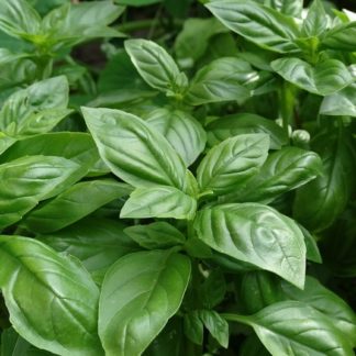 sweet-basil