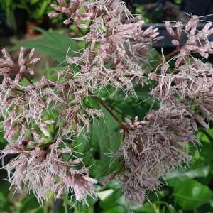 sweet-joe-pyeweed-flower-eupatoria-kahikatea-farm