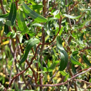 twisted-willow-red-salix-tortuosa-kahikatea-farm