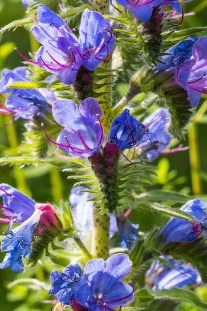 vipers-bugloss