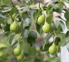 wild-pear-tree
