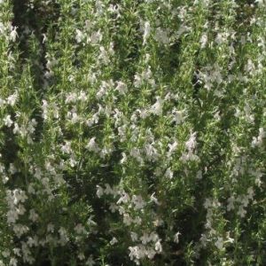 winter-savory-flowers