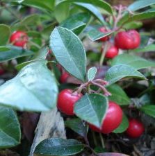 wintergreen-fruit-berries