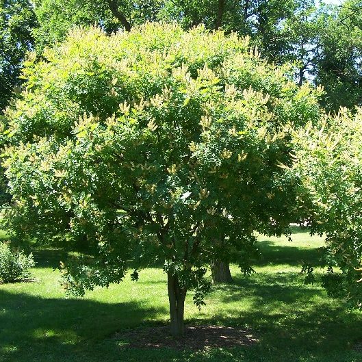 Chinese-Yellowwood-Maackia-amurensis