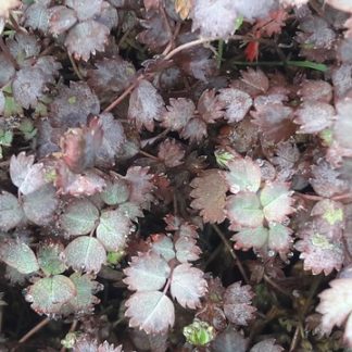NZ-purple-burr-acaena-kahikatea-farm