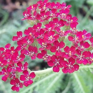 achillea-cerise-flower-kahikatea-farm