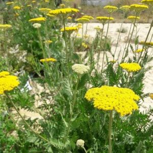 achillea-cloth-of-gold-kahikatea-farm