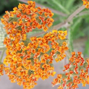 achillea-terracotta-flower-kahikatea-farm