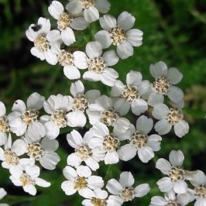 achillea-yarrow-flower-kahikatea-farm