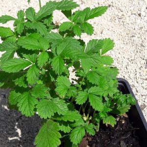 agrimony-potted-plants-kahikatea-farm
