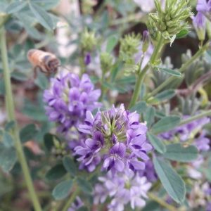 alfalfa-plants-kahikatea-farm