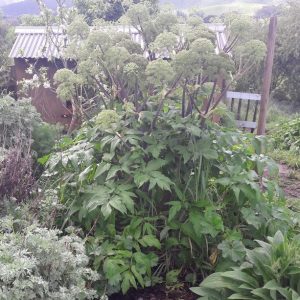 angelica-kahikatea-farm