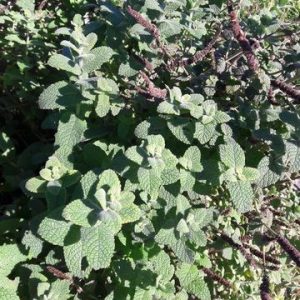 apple-mint-kahikatea-farm